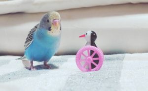 かわいいインコ(ﾟ∈ﾟ　)